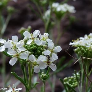  - Hormathophylla halimifolia (Boiss.) P.Küpfer [1974]