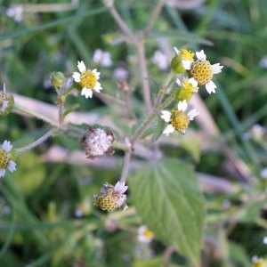 Photographie n°2267428 du taxon Galinsoga quadriradiata Ruiz & Pav.