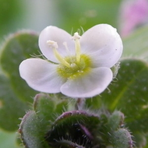 Photographie n°2267437 du taxon Veronica cymbalaria Bodard [1798]