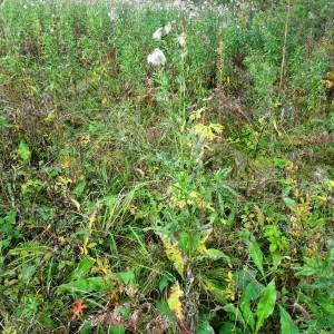 Photographie n°2267538 du taxon Cirsium arvense var. vestitum Wimm. & Grab. [1829]