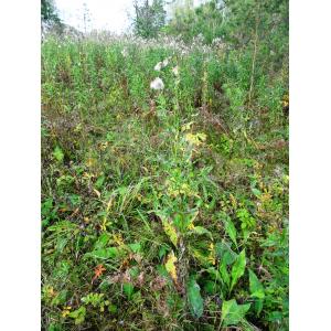 Cirsium arvense var. vestitum Wimm. & Grab.