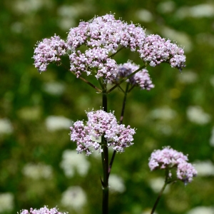 Photographie n°2267554 du taxon Valeriana officinalis L. [1753]