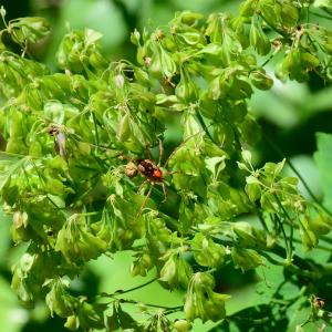 Photographie n°2267558 du taxon Thalictrum aquilegiifolium L. [1753]