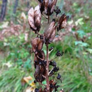 Photographie n°2267604 du taxon Veratrum nigrum L. [1753]