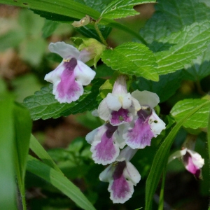 Photographie n°2267660 du taxon Melittis melissophyllum L. [1753]