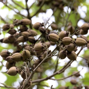 Photographie n°2267667 du taxon Paulownia tomentosa (Thunb.) Steud. [1841]