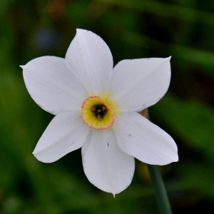 Photographie n°2267712 du taxon Narcissus poeticus L. [1753]