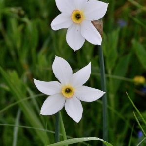 Photographie n°2267713 du taxon Narcissus poeticus L. [1753]