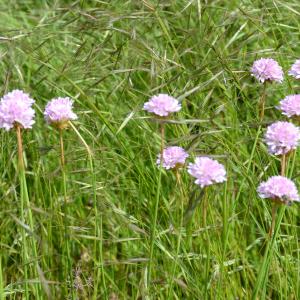 Photographie n°2267716 du taxon Armeria arenaria (Pers.) Schult. [1820]