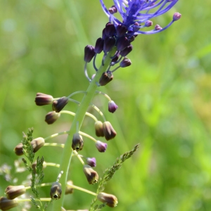 Photographie n°2267721 du taxon Muscari comosum (L.) Mill. [1768]