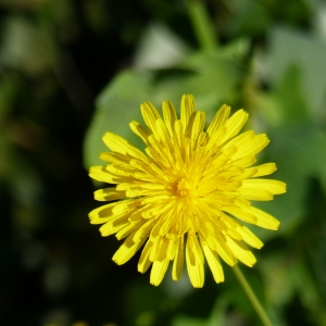 Photographie n°2267722 du taxon Sonchus oleraceus L. [1753]