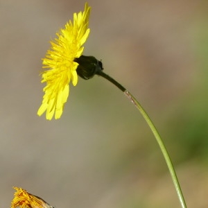 Photographie n°2267723 du taxon Sonchus oleraceus L. [1753]