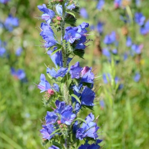 Photographie n°2267736 du taxon Echium vulgare L. [1753]