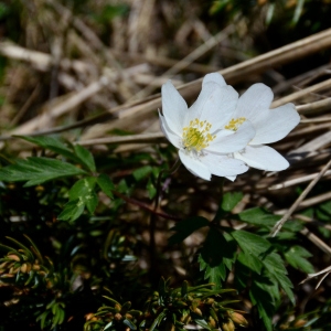 Photographie n°2267751 du taxon Anemone nemorosa L. [1753]