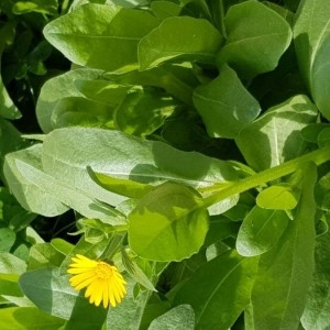 Photographie n°2267760 du taxon Calendula arvensis L. [1763]