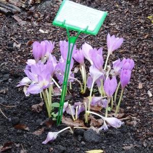 Photographie n°2267763 du taxon Colchicum autumnale L. [1753]