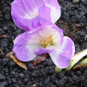 Photographie n°2267765 du taxon Colchicum autumnale L. [1753]