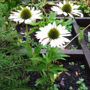 Photographie n°2267767 du taxon Rudbeckia purpurea L. [1753]