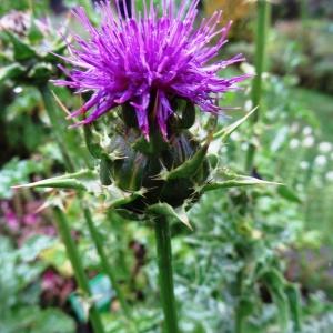 Photographie n°2267776 du taxon Silybum marianum (L.) Gaertn. [1791]