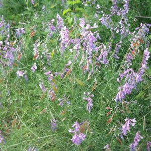 Photographie n°2267831 du taxon Vicia dalmatica A.Kern. [1886]