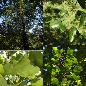 Photographie n°2267834 du taxon Acer monspessulanum L. [1753]