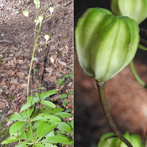 Photographie n°2267863 du taxon Lilium martagon L.