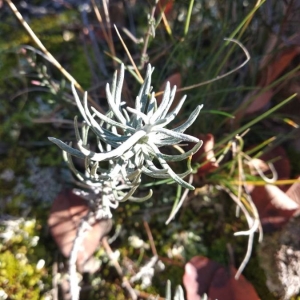 Photographie n°2267877 du taxon Helichrysum stoechas (L.) Moench [1794]