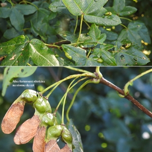 Photographie n°2267879 du taxon Acer monspessulanum L. [1753]