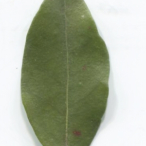 Photographie n°2267900 du taxon Myrtus communis L. [1753]