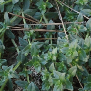 Photographie n°2267904 du taxon Lysimachia arvensis (L.) U.Manns & Anderb. [2009]