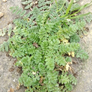 Photographie n°2267925 du taxon Erodium moschatum (L.) L'Hér. [1789]