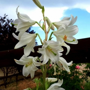  - Lilium candidum L. [1753]