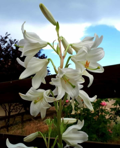 Cesar SILVESTRE, le  6 janvier 2019