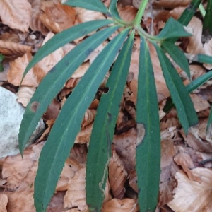 Photographie n°2267935 du taxon Helleborus foetidus L. [1753]