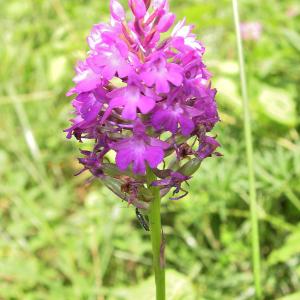 Photographie n°2267936 du taxon Anacamptis pyramidalis (L.) Rich. [1817]