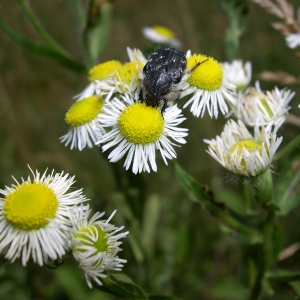 Photographie n°2267942 du taxon Erigeron annuus (L.) Desf. [1804]