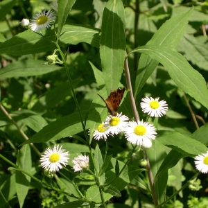 Photographie n°2267943 du taxon Erigeron annuus (L.) Desf. [1804]