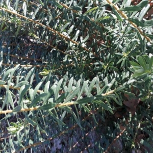 Photographie n°2267986 du taxon Euphorbia characias L. [1753]