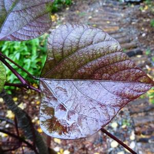 Photographie n°2268081 du taxon Phaseolus coccineus L. [1753]