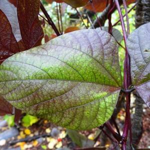 Photographie n°2268082 du taxon Phaseolus coccineus L. [1753]