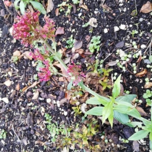 Photographie n°2268195 du taxon Centranthus ruber (L.) DC. [1805]