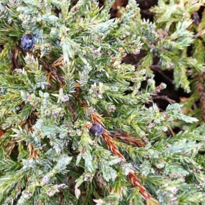 Photographie n°2268200 du taxon Juniperus communis L. [1753]