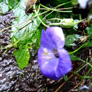  - Campanula carpatica Jacq. [1771]