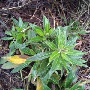 Photographie n°2268277 du taxon Lithospermum officinale L. [1753]