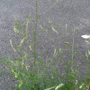 Photographie n°2268282 du taxon Mélilot blanc