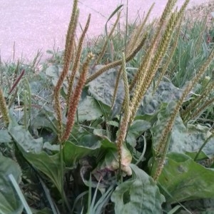 Photographie n°2268301 du taxon Plantago major L.