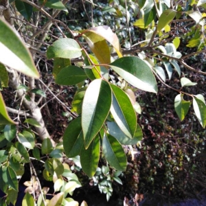 Photographie n°2268307 du taxon Ligustrum lucidum W.T.Aiton [1810]