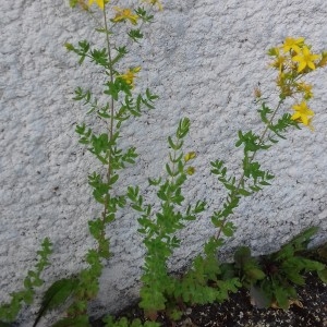 Photographie n°2268316 du taxon Hypericum perforatum L. [1753]