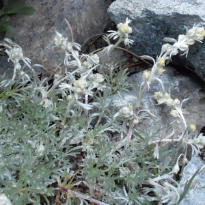 Photographie n°2268335 du taxon Artemisia glacialis L. [1763]