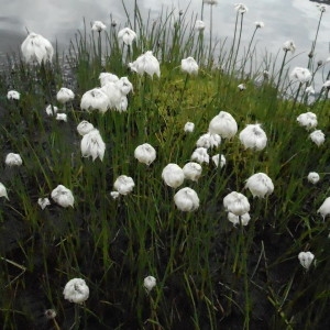 Photographie n°2268339 du taxon Eriophorum vaginatum L. [1753]